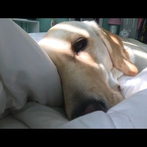 Meet your Posher, Abbey